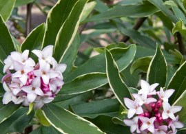 daphne-odora-aureomarginata-new-winter-daphne (1)